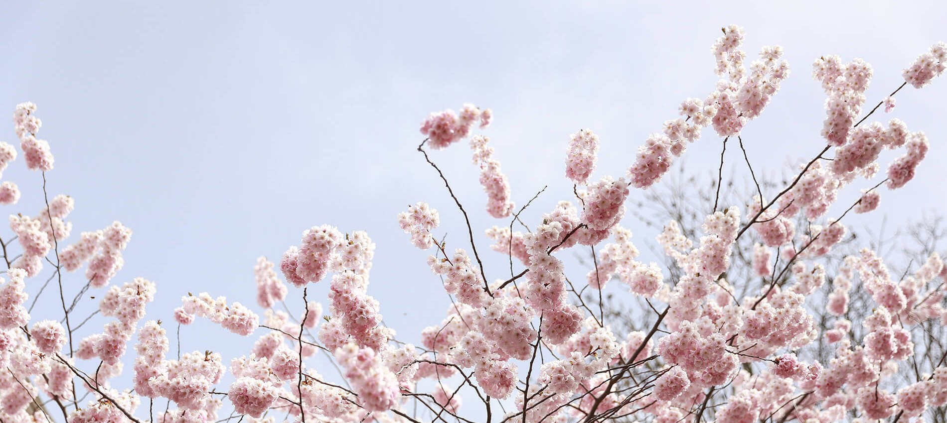 Contact - Brigitte Besson